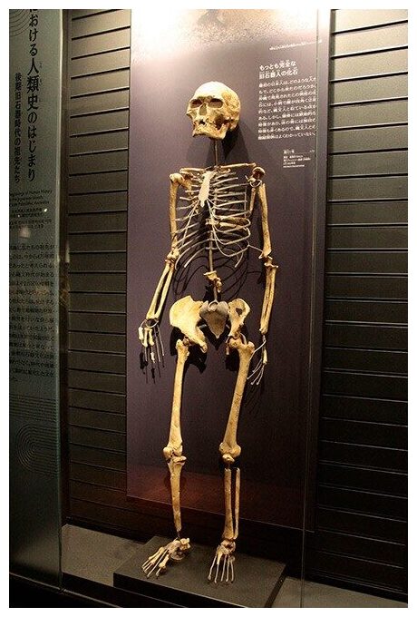 Minatogawa Skeleton