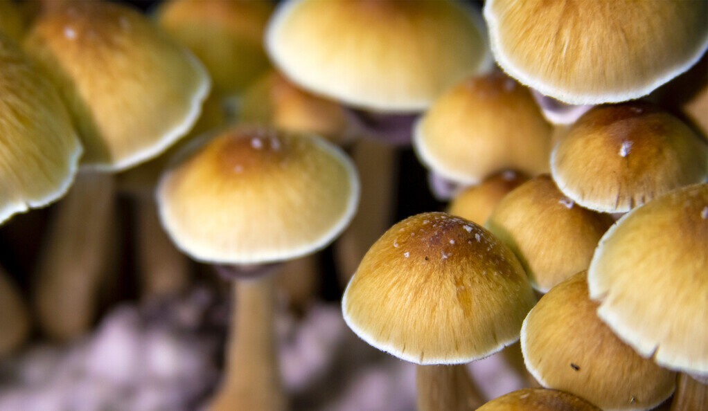 mushrooms
