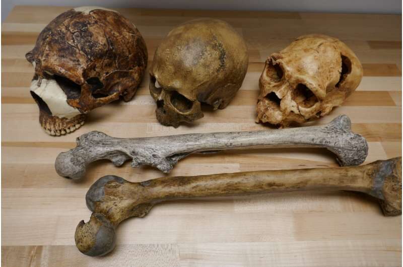 Neanderthal Magnon sapiens