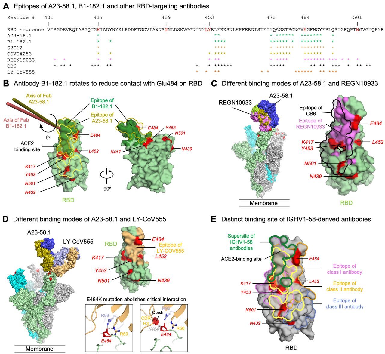 Click to enlarge covid antigen binding sites