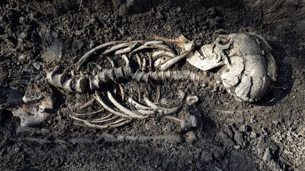 Click to enlarge viking twin burial