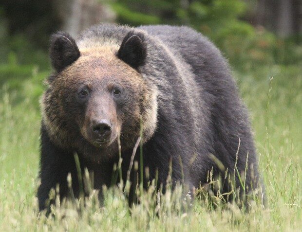 In this June 2015 file photo, a brown bear is seen in the Hokkaido town of Shari.