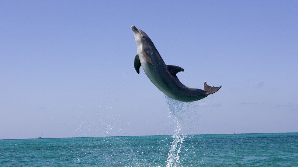 Click to enlarge Atlantic bottlenose dolphin