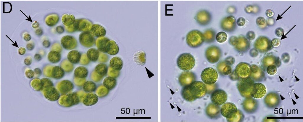 algae