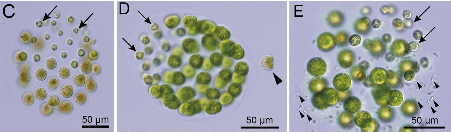 Click to enlarge algae