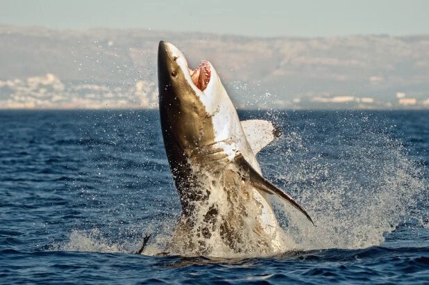 shark