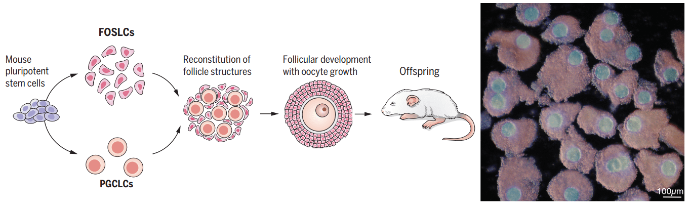 Reconstitution of follicle structures