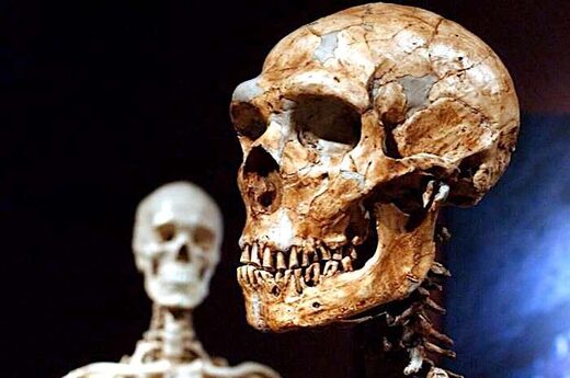 neanderthal skull