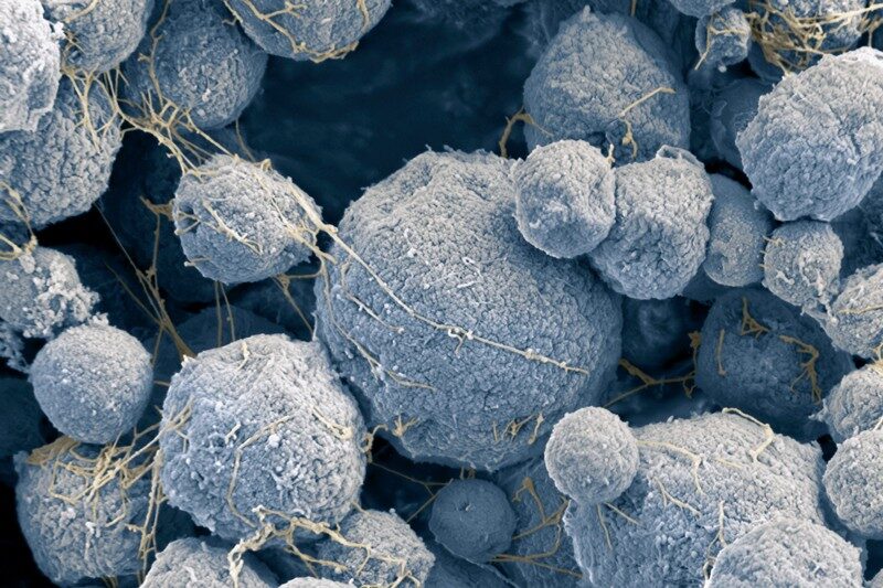 Borgs microorganisms