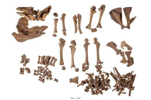 Click to enlarge pig bones