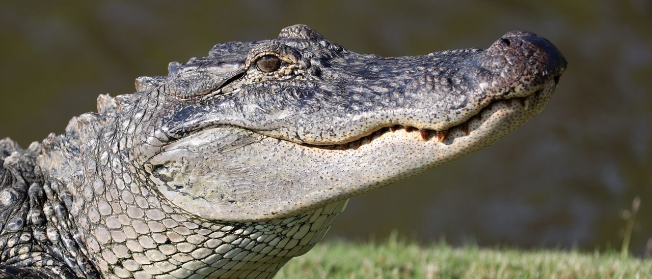 Click to enlarge alligator