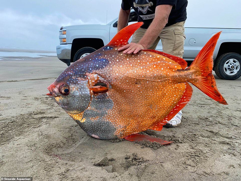 A giant, 100-pound opah fish was found dead on a beach in Seaside, Oregon