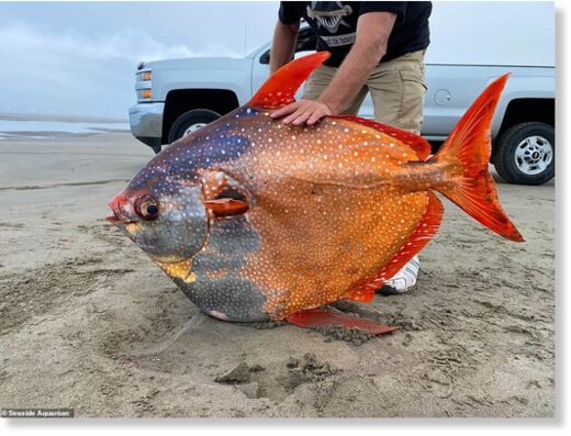 A giant, 100-pound opah fish was found dead on a beach in Seaside, Oregon