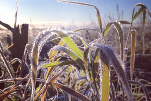 Frost hits Brazil corn crops