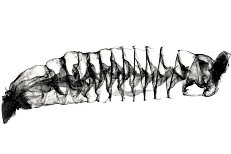 intestine shark