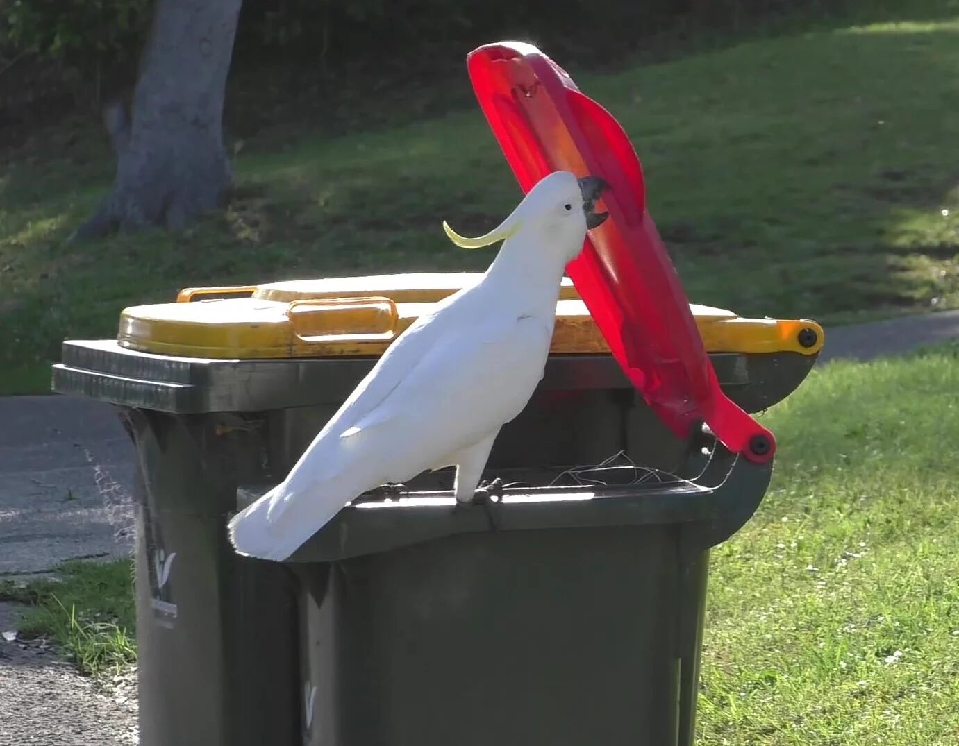 Click to enlarge Cockatoo Australia