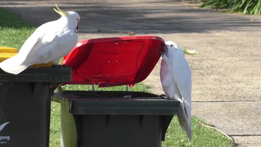 Click to enlarge Pair of Dustbin Cockatoos