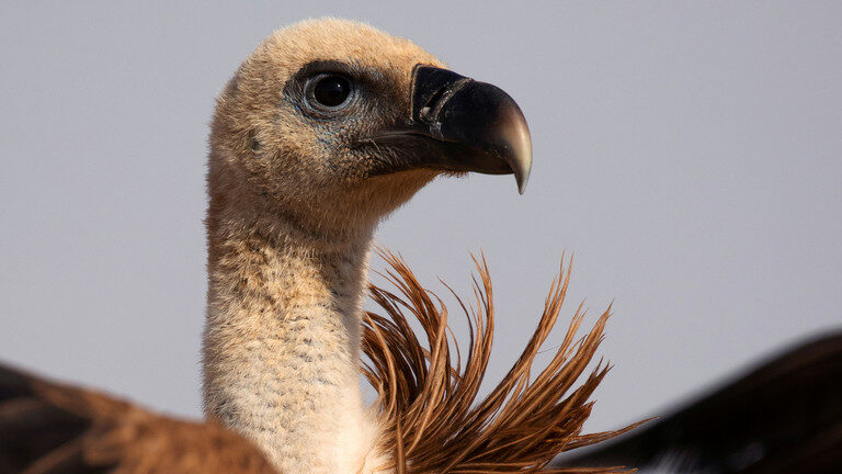 bird
