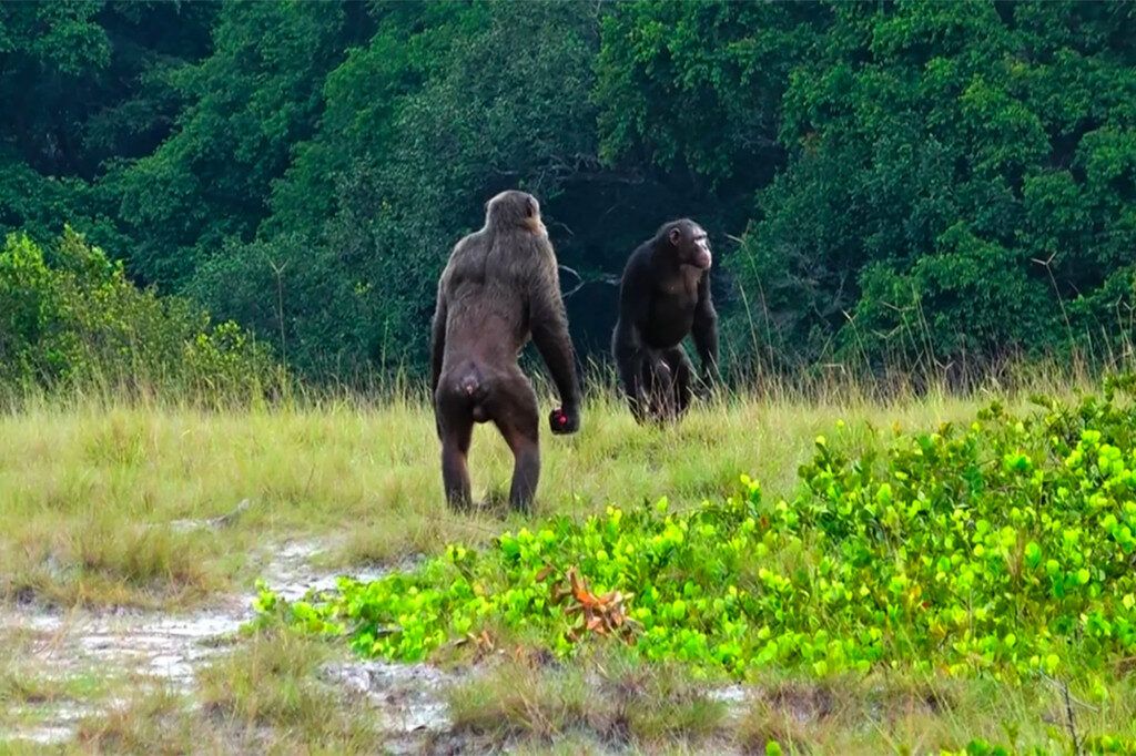 Click to enlarge gorilla 3