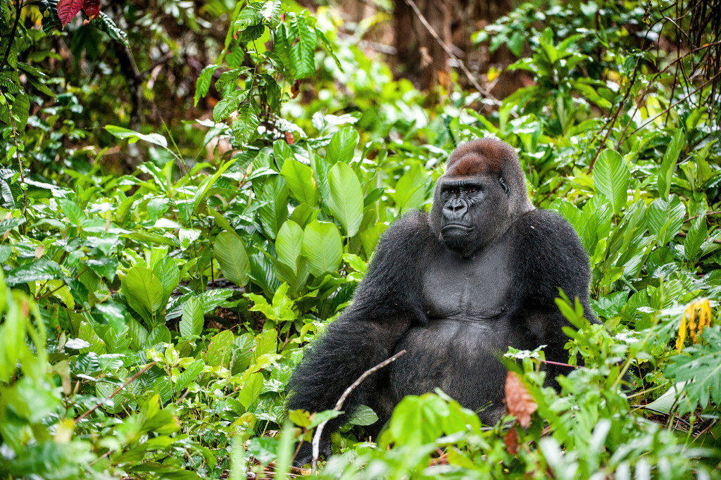 Click to enlarge gorilla 2