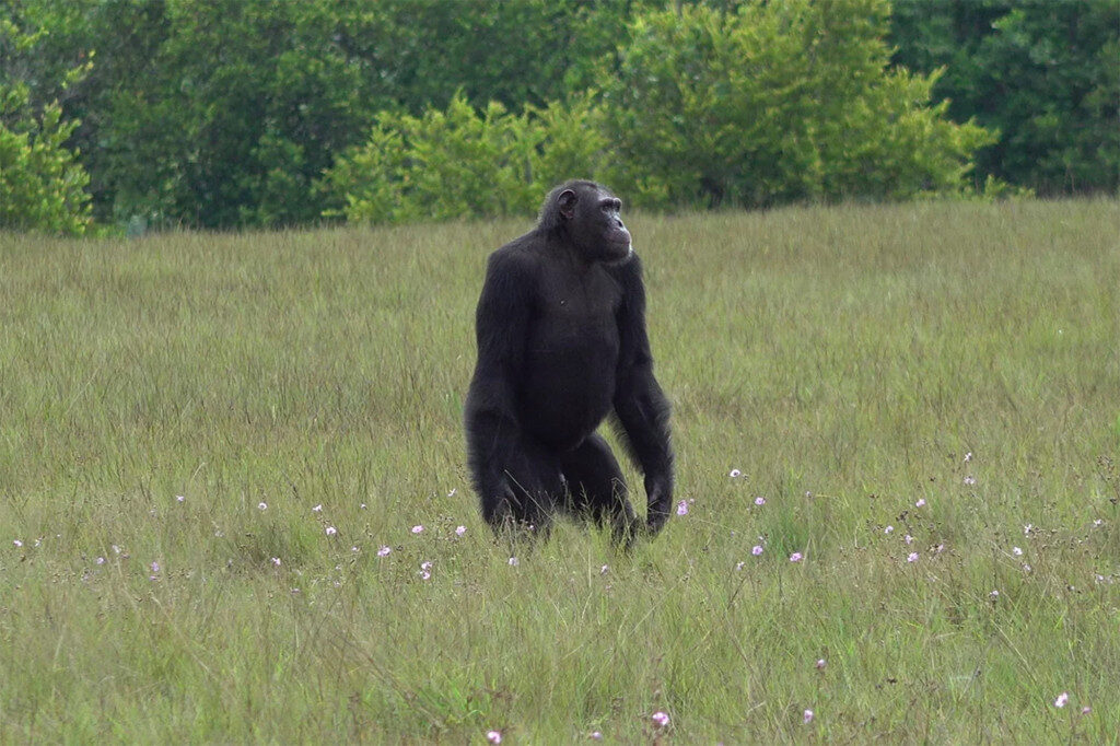 Click to enlarge gorilla 1