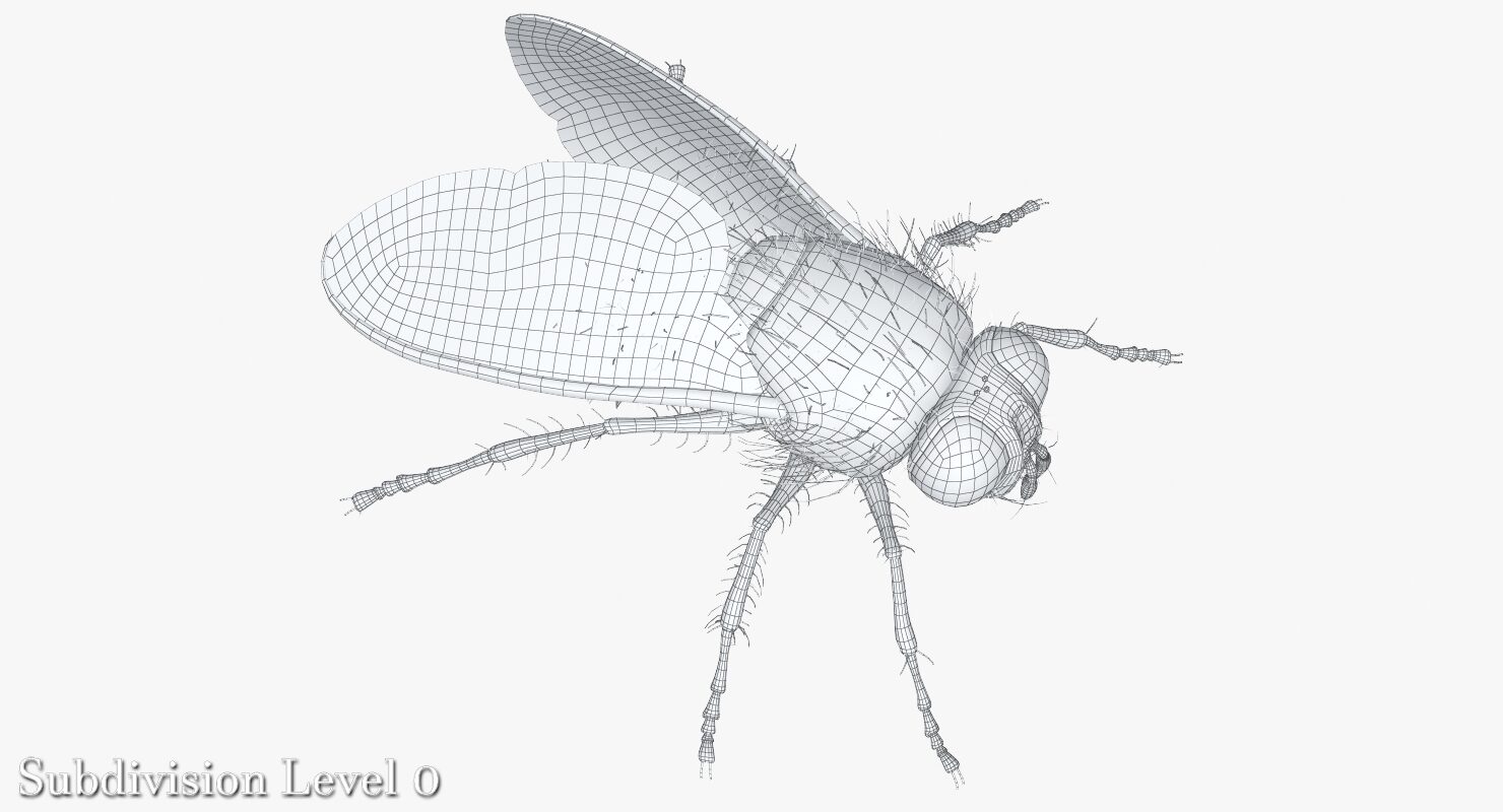 housefly computer render