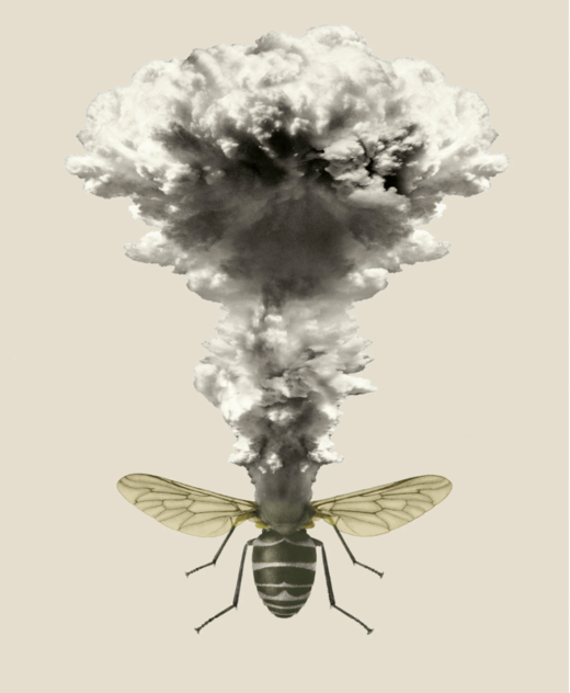 Click to enlarge insect explosion
