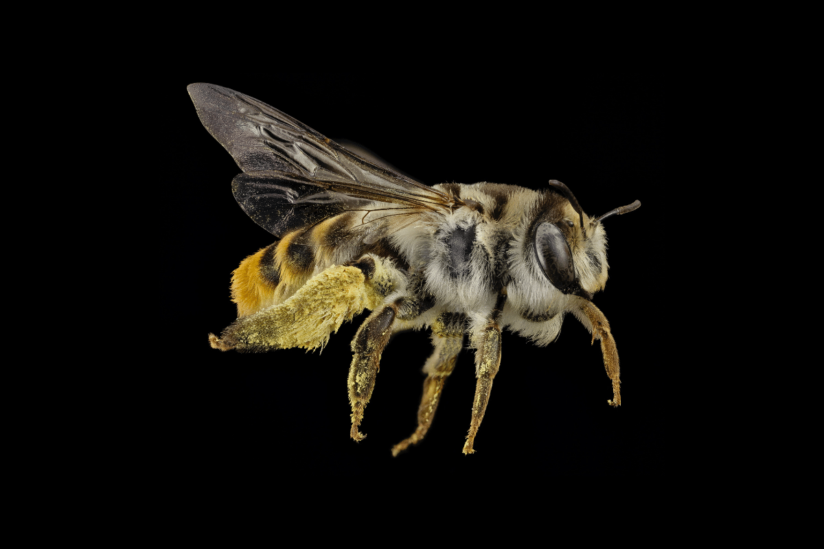 Australian sand nesting bee
