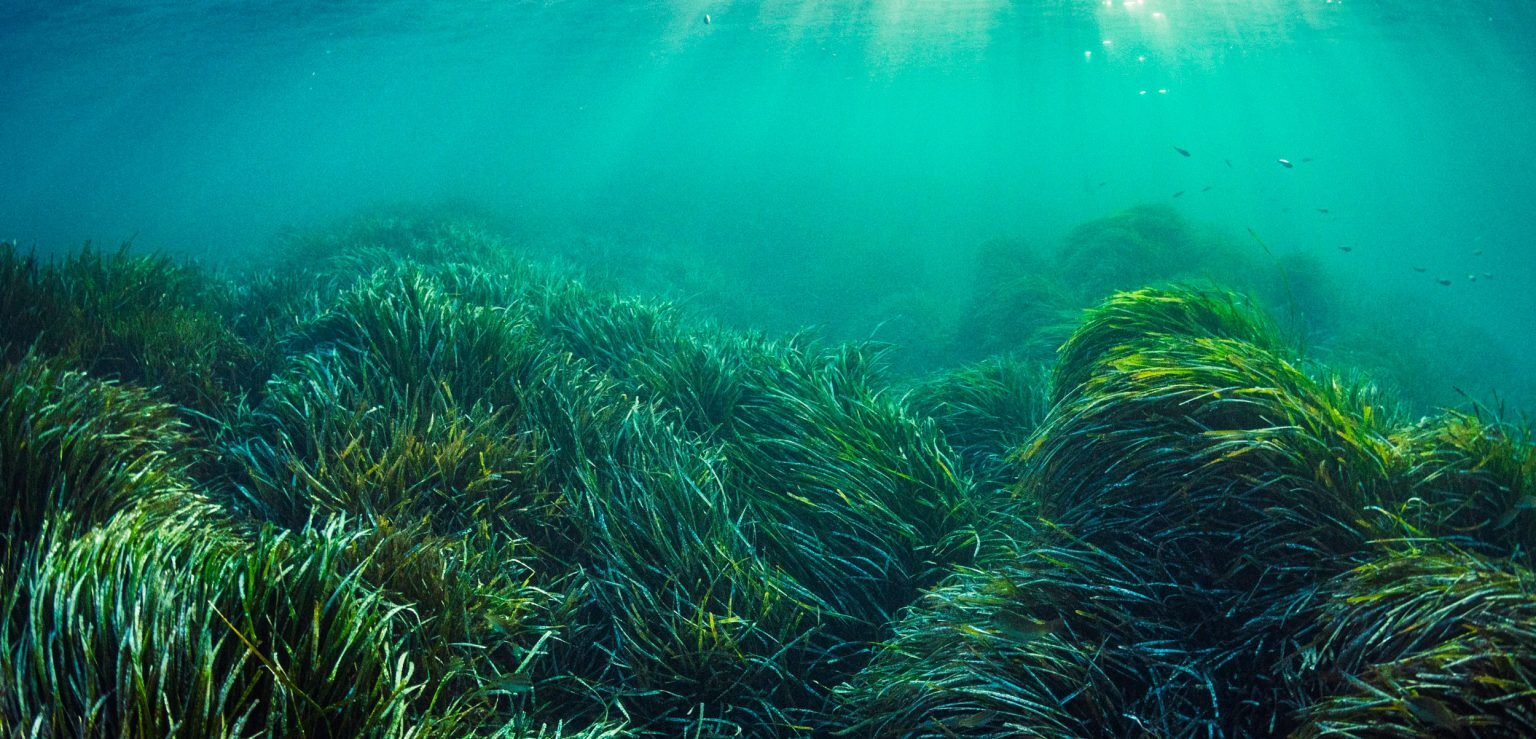 Click to enlarge SeaGrass