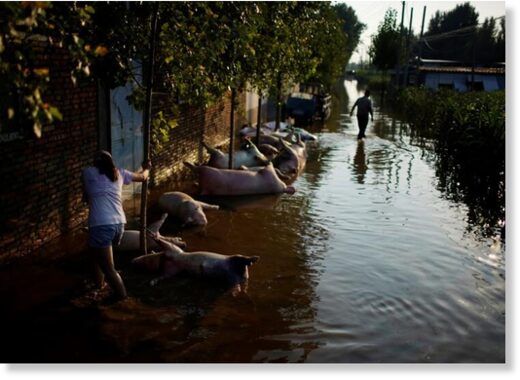 Pig carcasses tied to trees are seen in floodwaters next to a farmland following heavy rainfall in Wangfan village of Xinxiang, Henan province, China July 25, 2021.