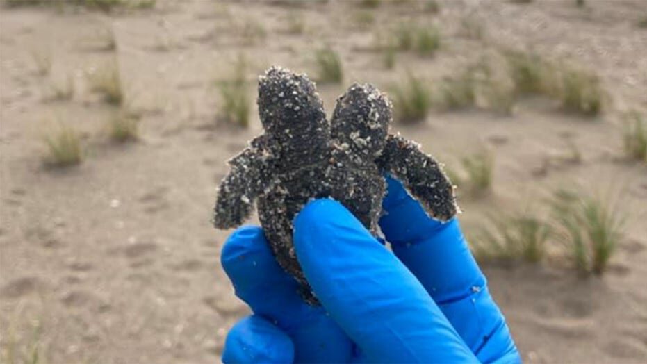 Two-headed turtle