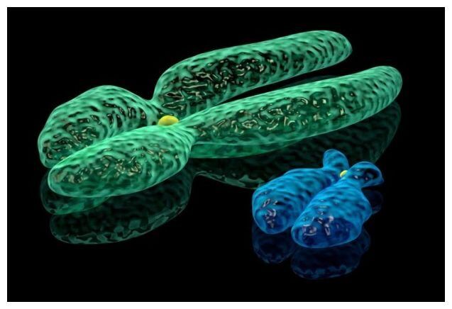 Click to enlarge Human sex chromosomes