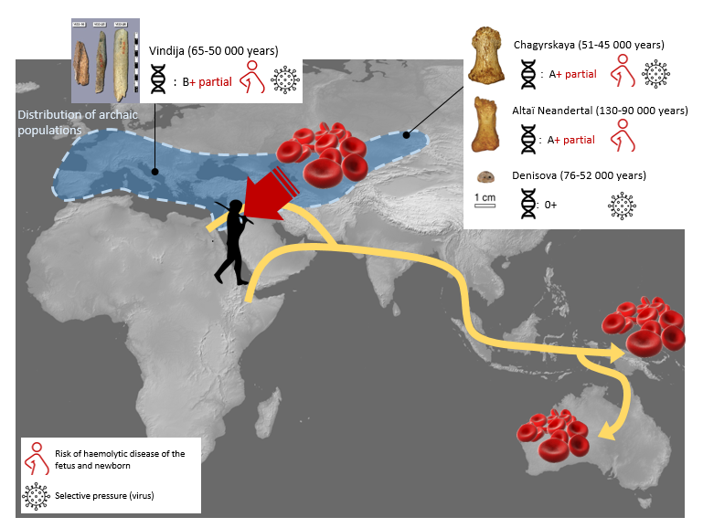 Click to enlarge Neanderthals and Denisovan Blood