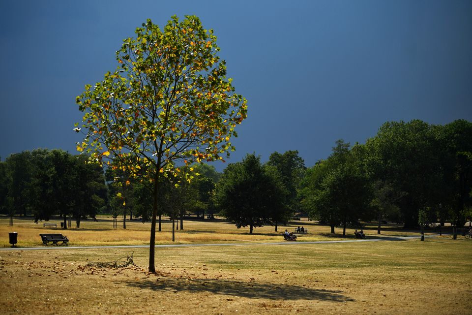 sun-dried tree london