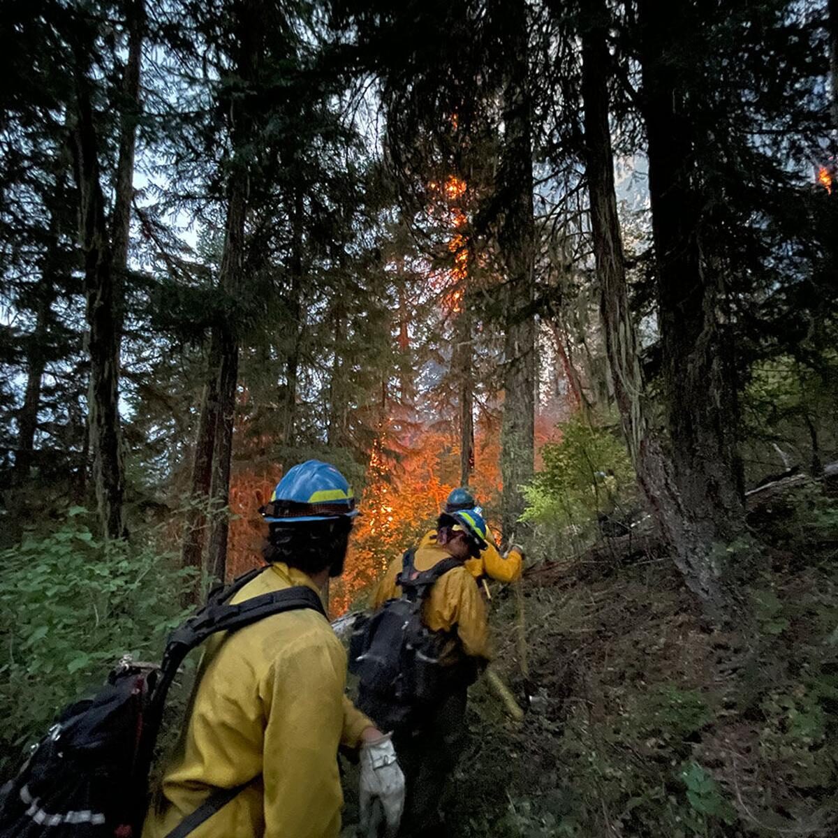 wildfire