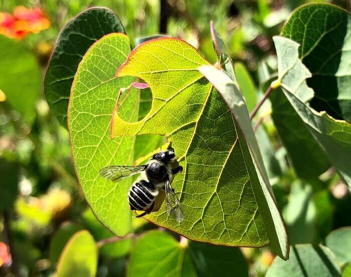 leafcutter bee