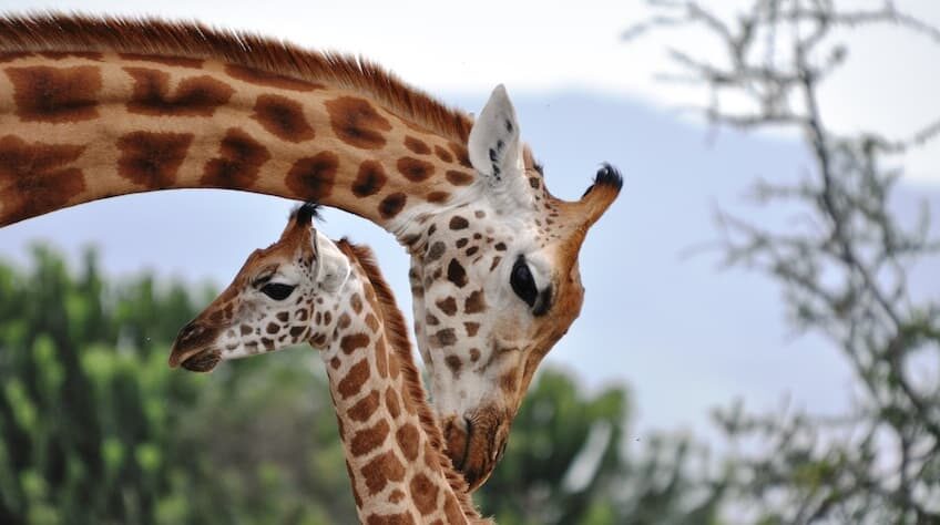 Giraffes