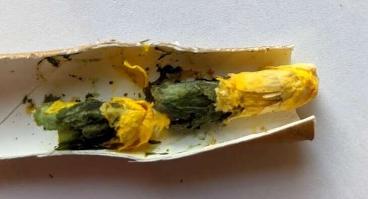 Click to enlarge leafcutter bees