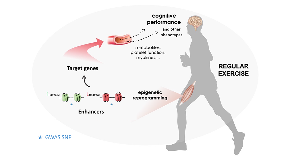 Click to enlarge Regular Exercises