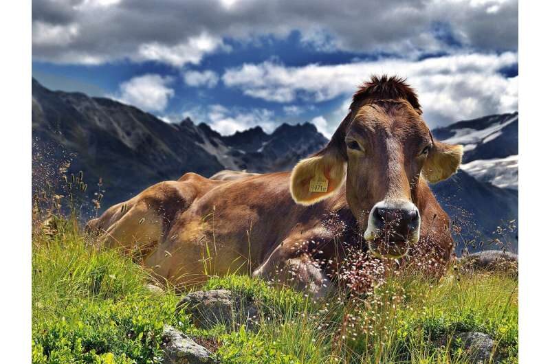 cow mountains