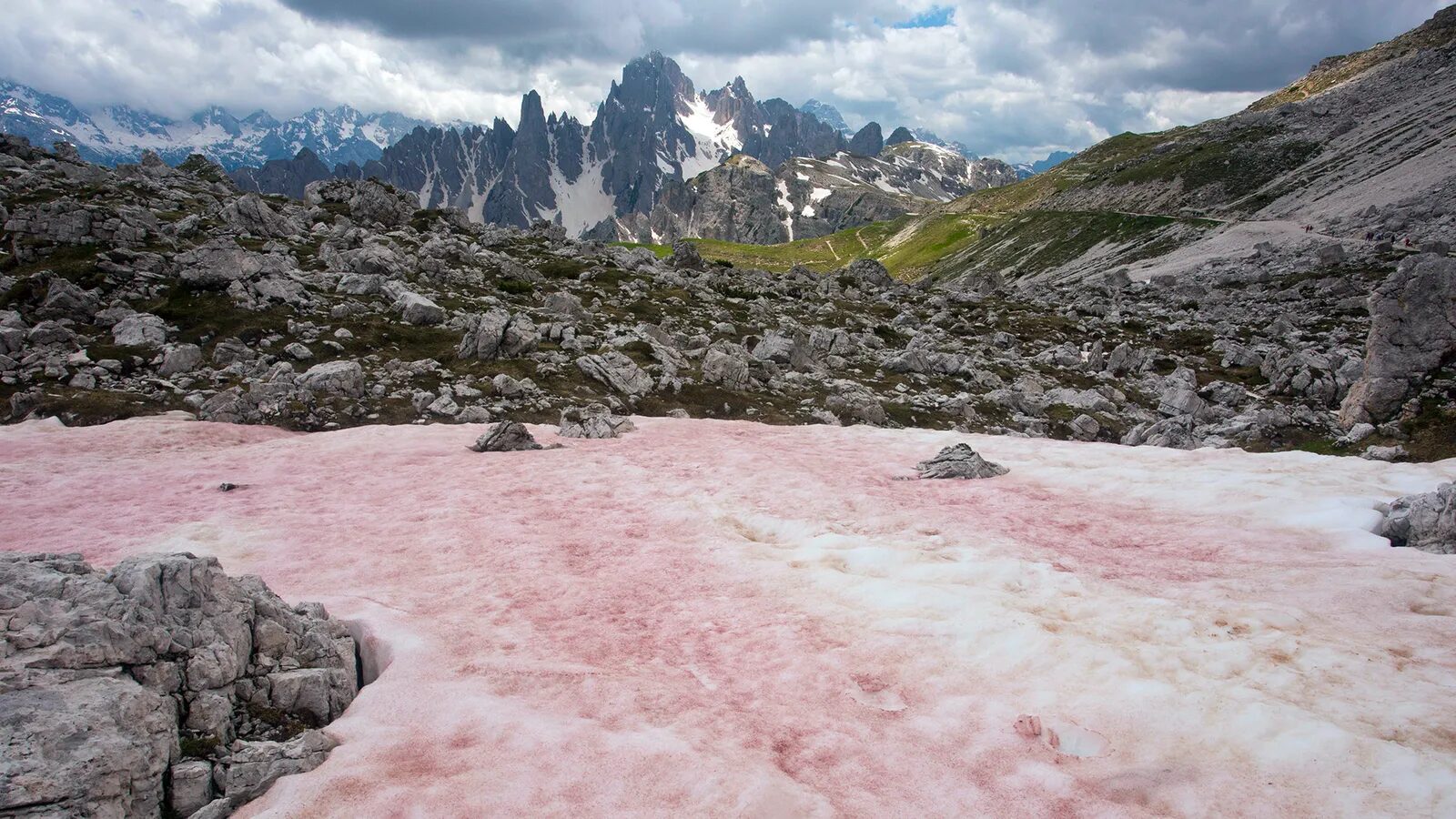 alps red snow algae