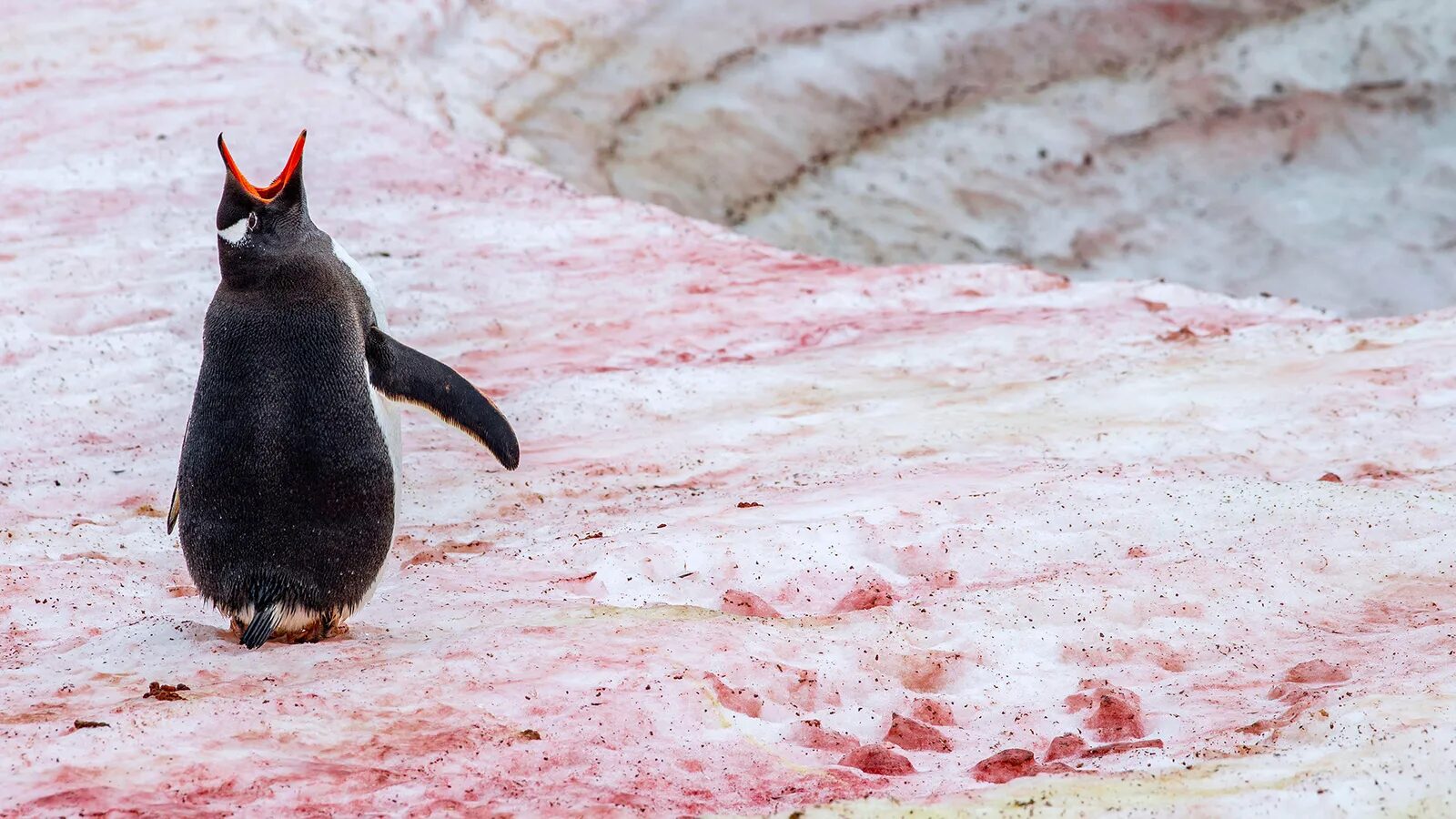 Click to enlarge penguin alps red snow algae