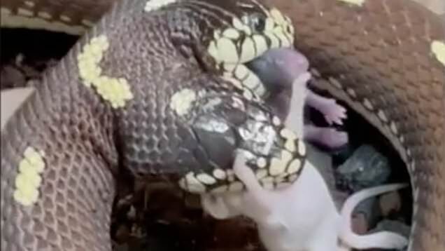 Two headed-snake eats two mice simultaneously