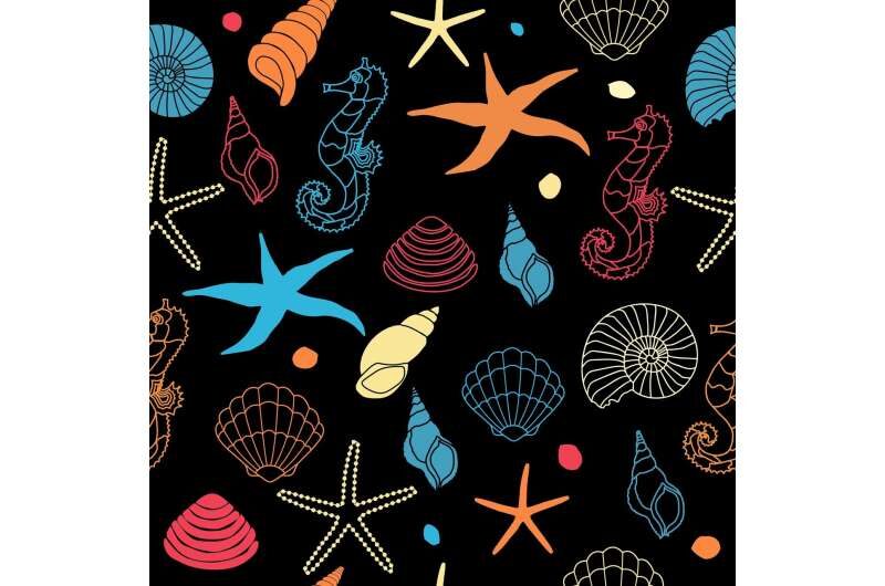 scallops seashells graphic