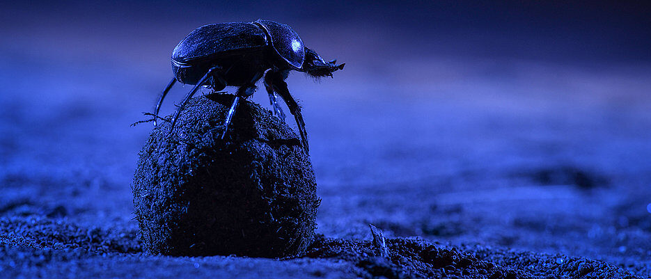 Click to enlarge Dung Beetle