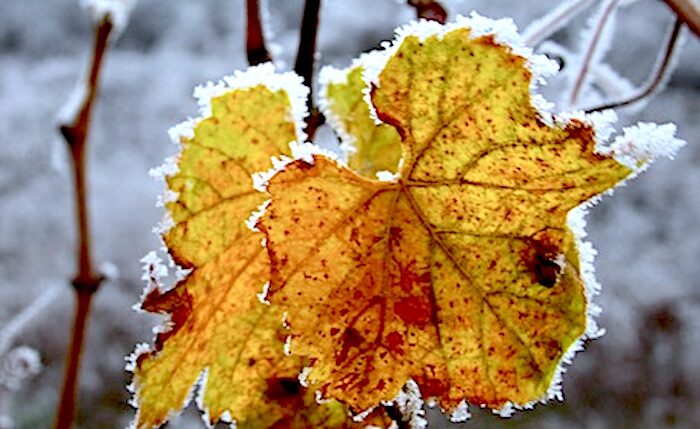 Frosty grape leaves