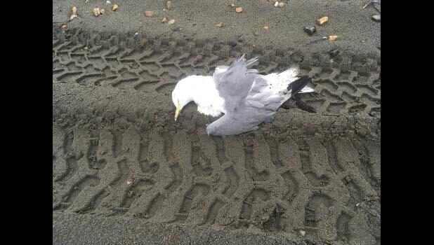 Dead Seabird