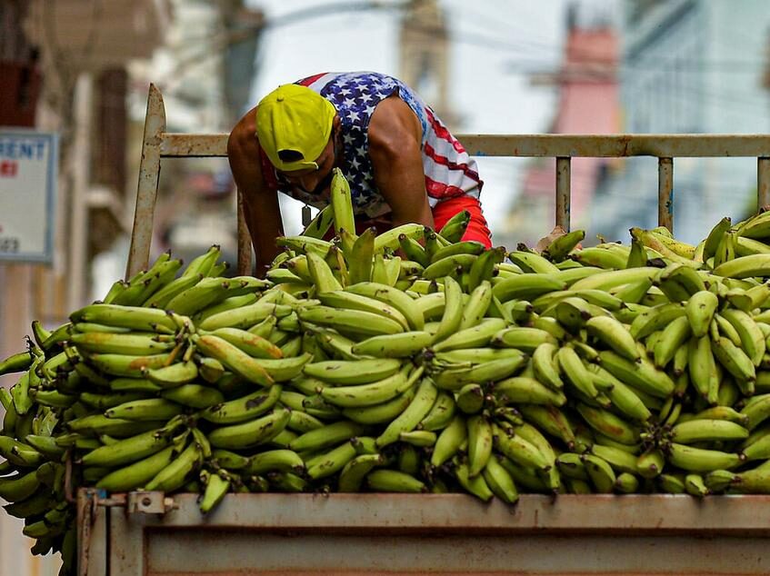 cuba banana