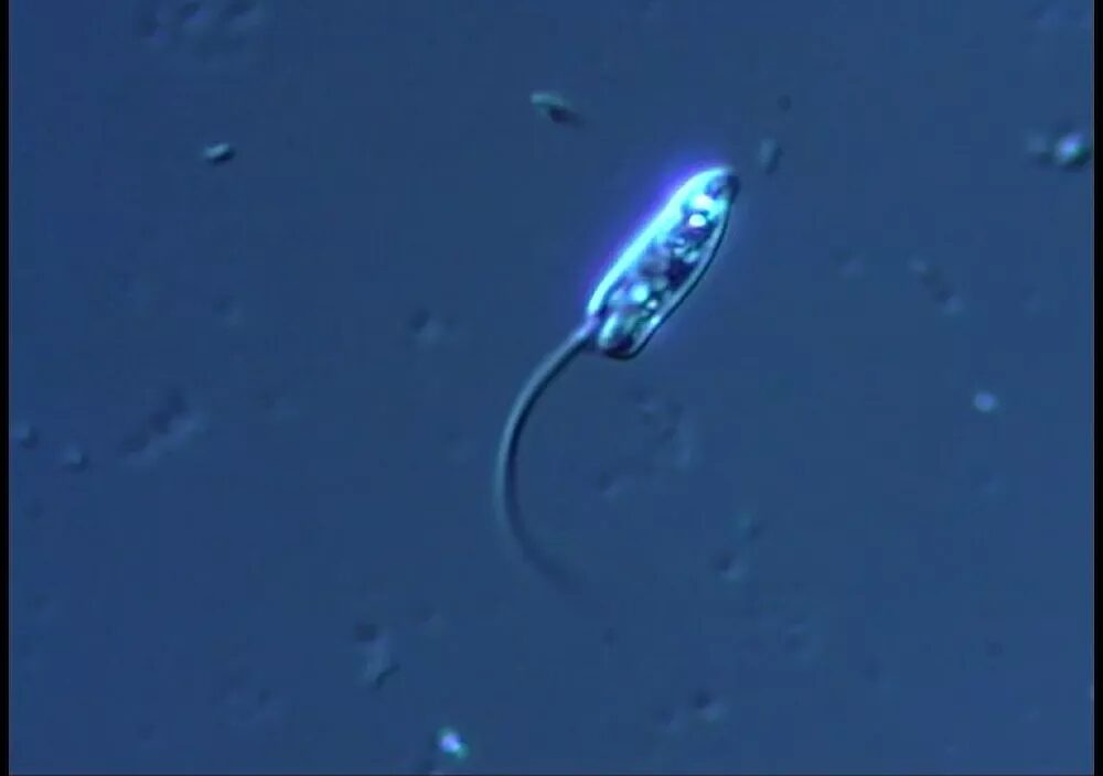 Papus ankaliazontas dna repair mutations