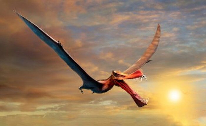 Click to enlarge Pterosaur